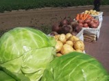 Отборные картошка, морковь, свекла, капуста и другие овощи от поставщика в Алтайском крае / Москва