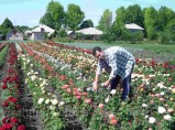 Саженцы роз элитных сортов, Почта, СДЕК, самовывоз / Домодедово